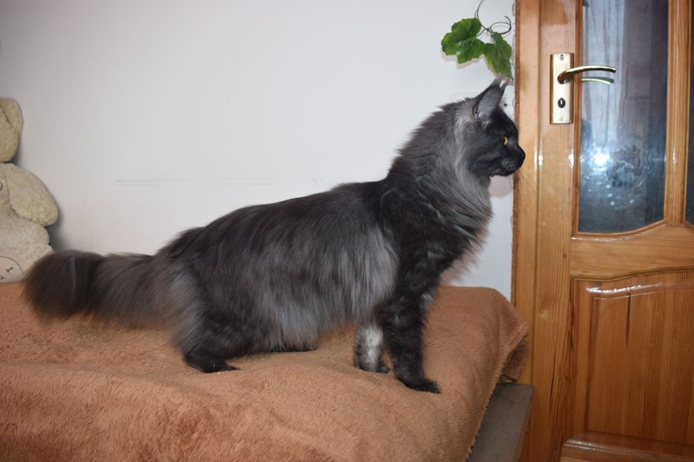 Мейн-Кун кошечка