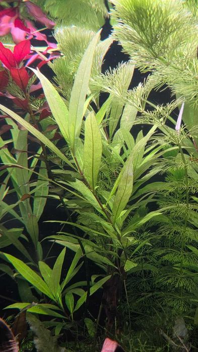 Hygrophila Corymbosa