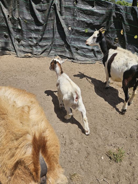 Cabrito macho anão para venda