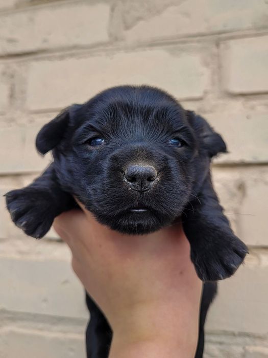 Цуценята дівчатка