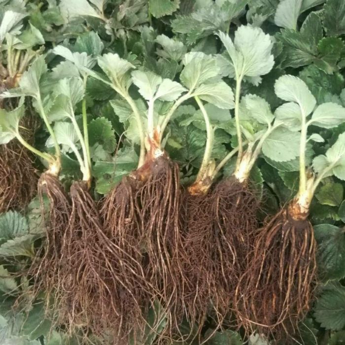 Суниця.  Клубника со вкусом земляники. Ціна за 10 штук!