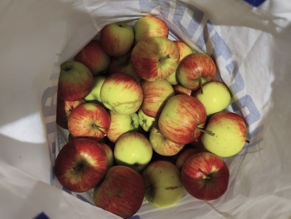 Orzechy Włoskie ZIELONE bez oprysków