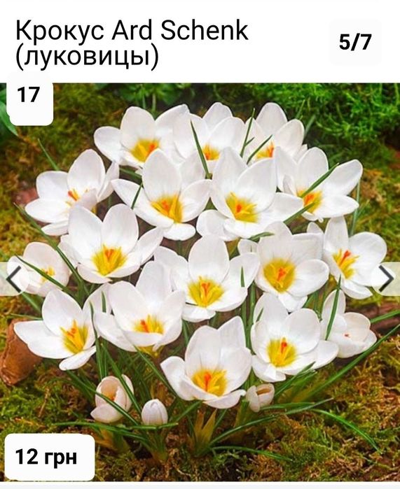 Крокуси великоквіткові і ботанічні Голандія