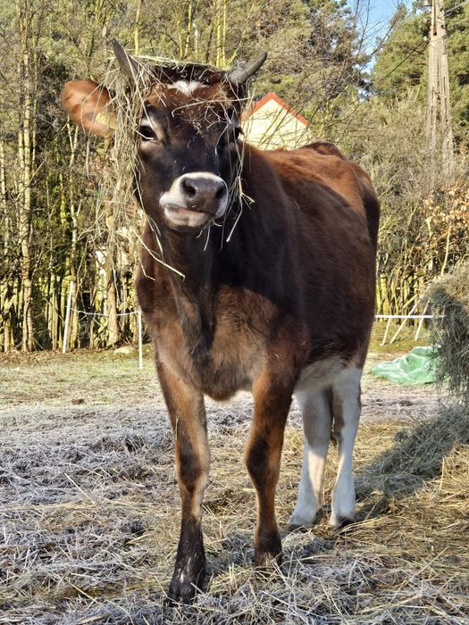 Mleko od krów Jersey z gospodarstwa ekologicznego