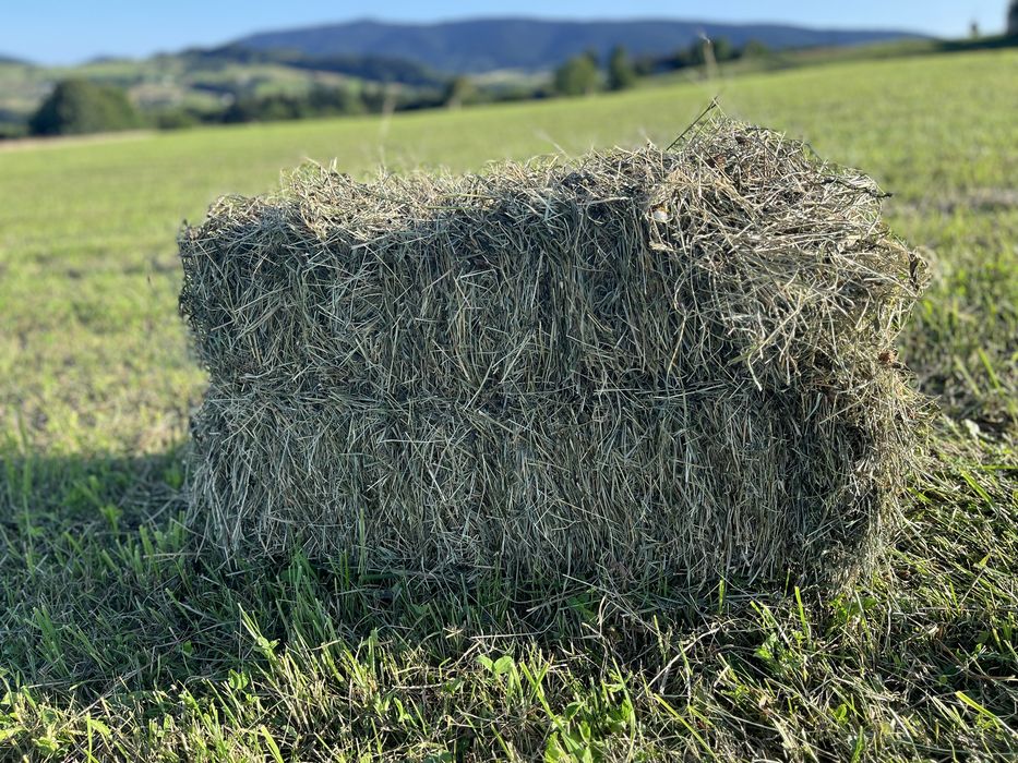 Kostki bardzo ładengo siana z 1 pokosu