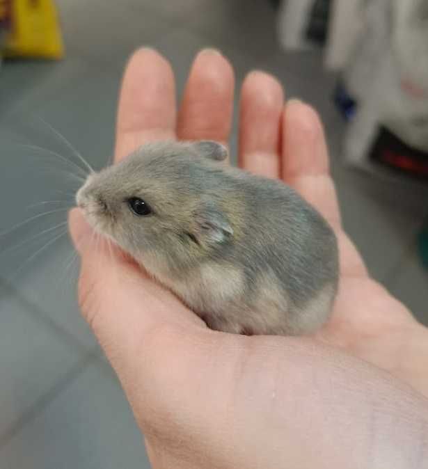 Chomik dżungarski GRUBY KOCUR sklep zoologiczny ul. Leska 2 Rzeszów