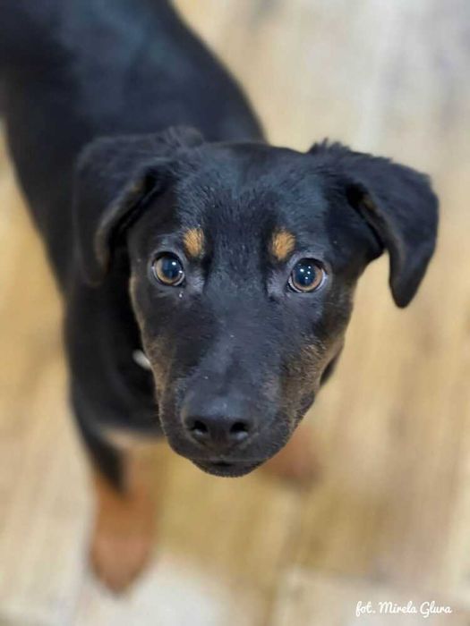 Mars - energiczny szczeniak szuka swojej pierwszej rodziny - 2107/25