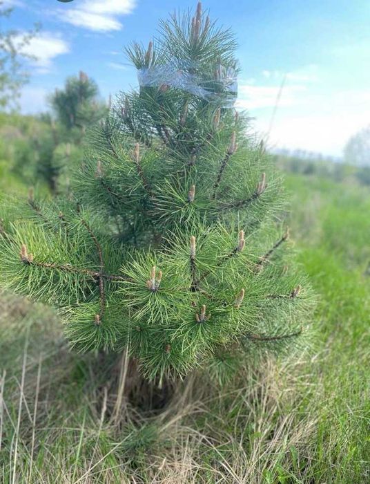 Продам саджанці Кримської Сосни, саджанці Сосни купити.