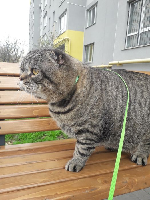 Вязка Кіт шукає наречену