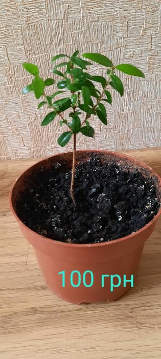 Комнатный мирт, миртовое дерево