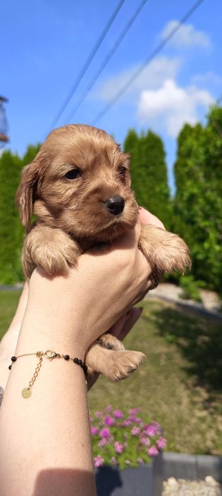 Cocer Spaniel Piesek
