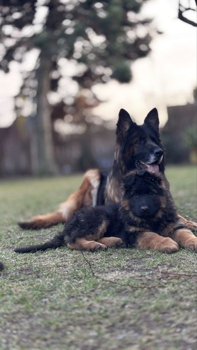 Owczarek niemicki długowlosy