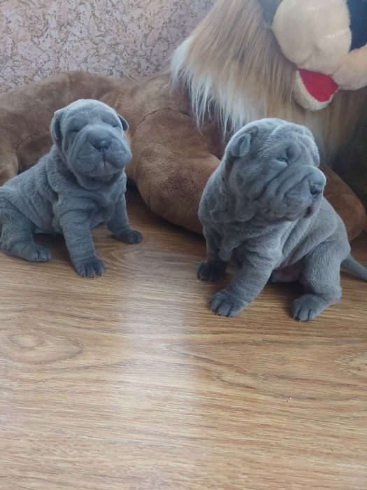 Щенки шарпея голубого и лилового окраса.