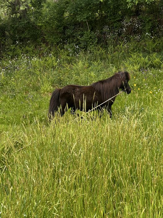 Ponei shetland anão