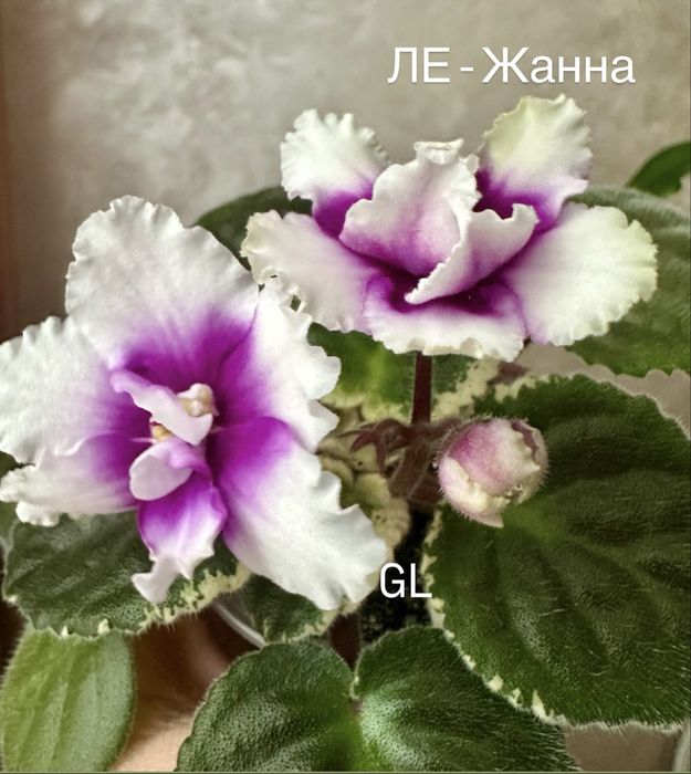 Свіжо зрізані листочки фіалки