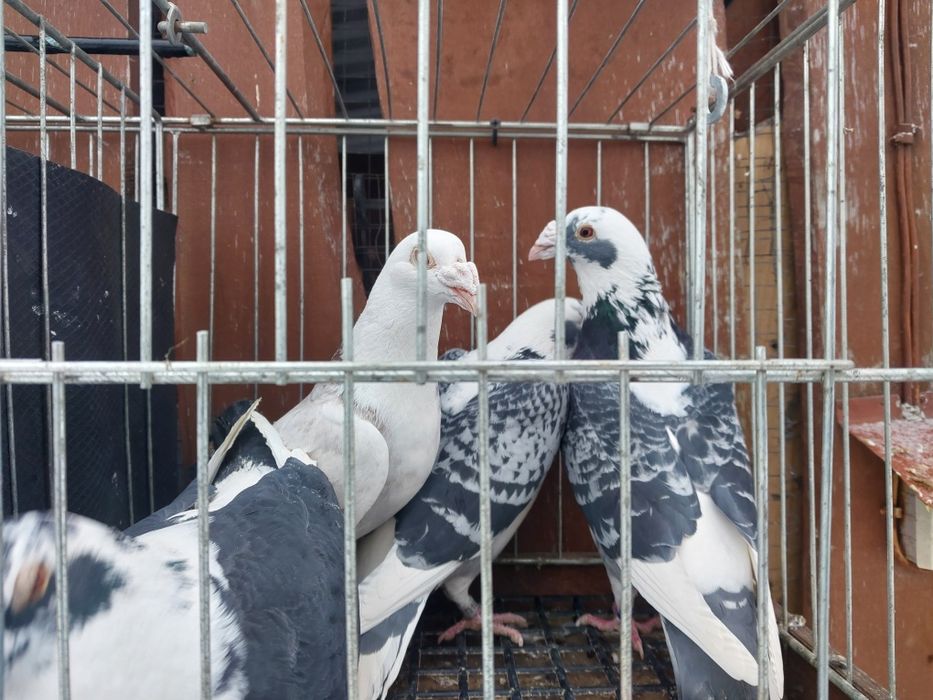 Gołębie staropolskie