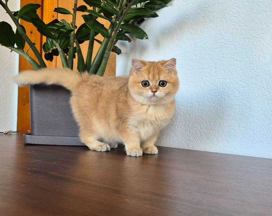 Британський котик