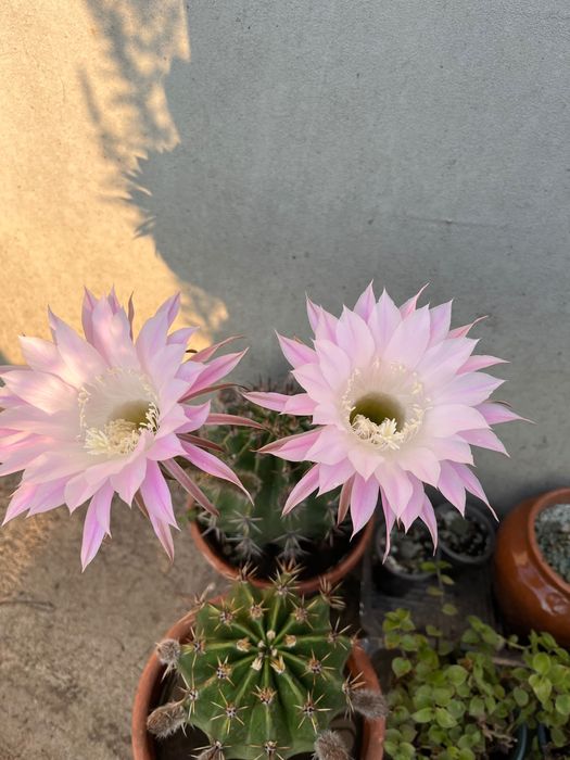 Цветы комнатные и садовые