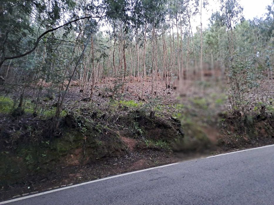 Terreno Rústico com 2.000 m² junto à Mata de Vale de Canas — Coimbra