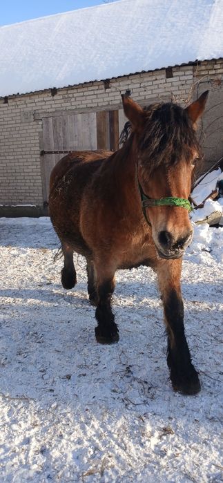 Sprzedam klacz zrebno