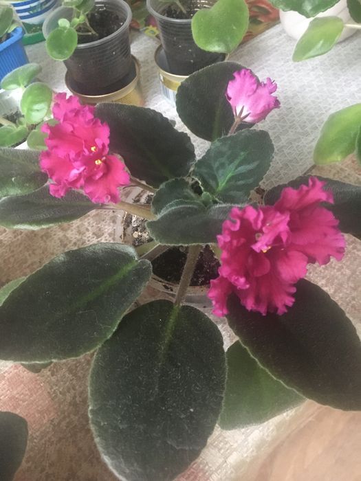 Домашні молоді фіалки , гарні .