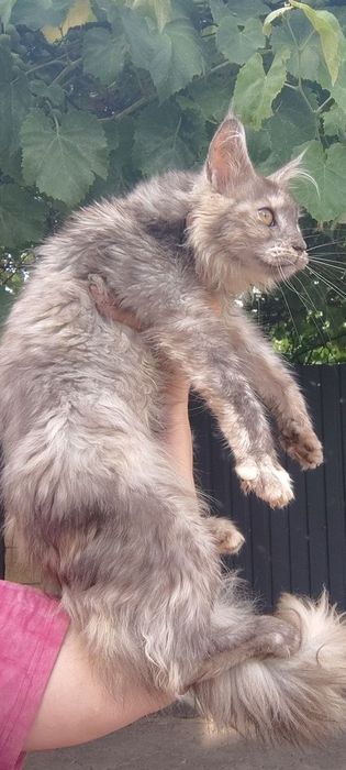 Не спеша в семью котенок