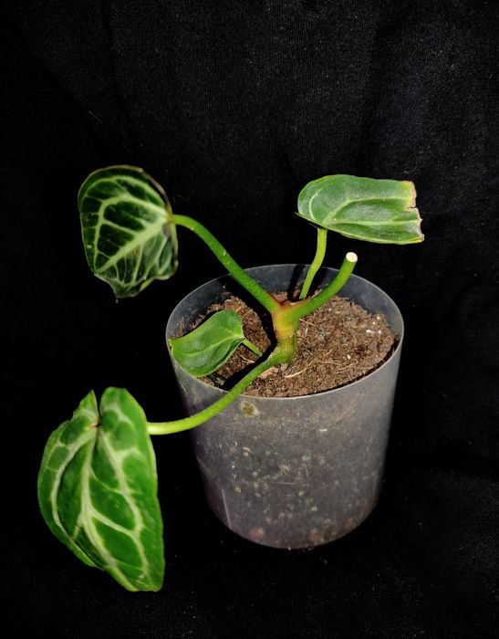 Антуріум Крісталінум