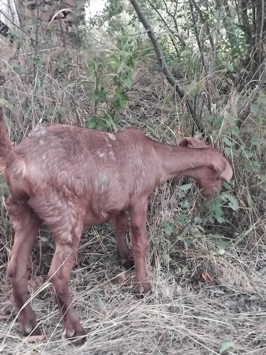 Нубійські козочки