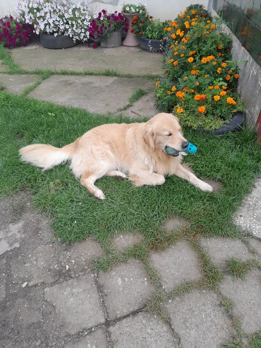 Golden Retriever