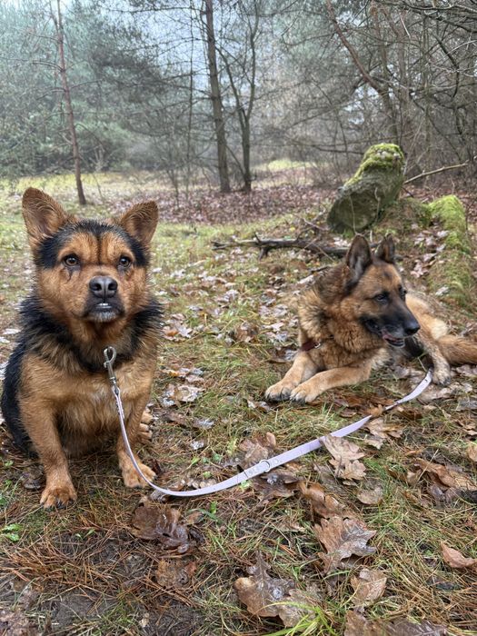 Psia przyjaźń, której nie wolno rozdzielić – szukają domu