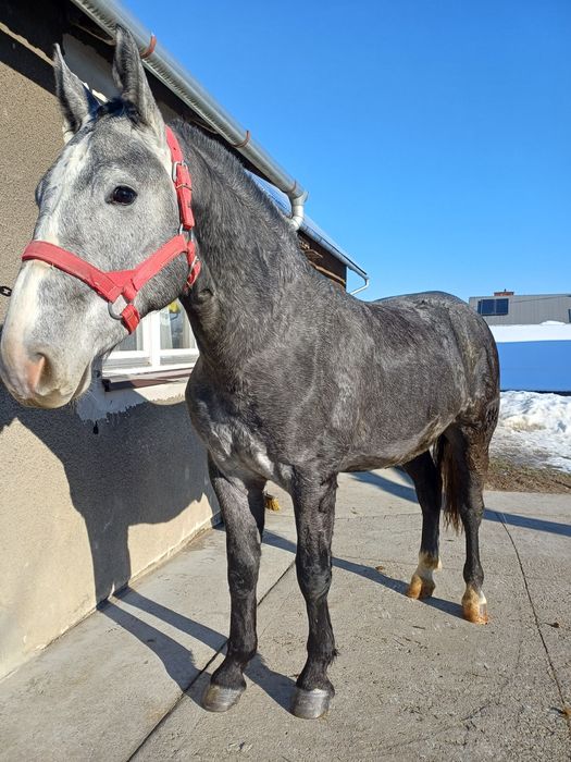 Wałach śląski, 2 lata, siwy