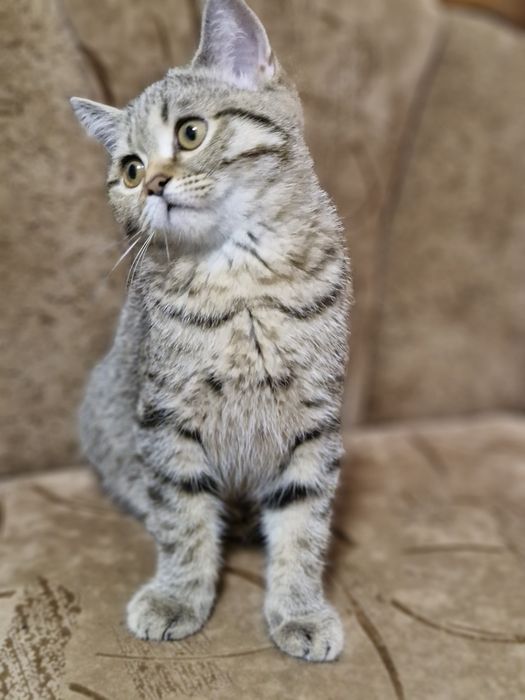 Шотландські котенята