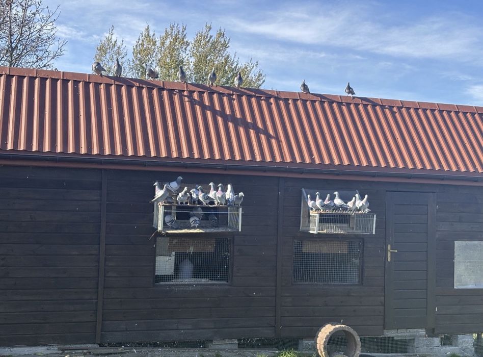 Likwidacja hodowli gołębi pocztowych