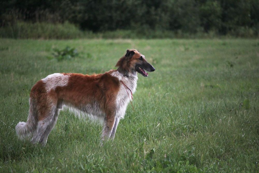 Щенки псової борзої