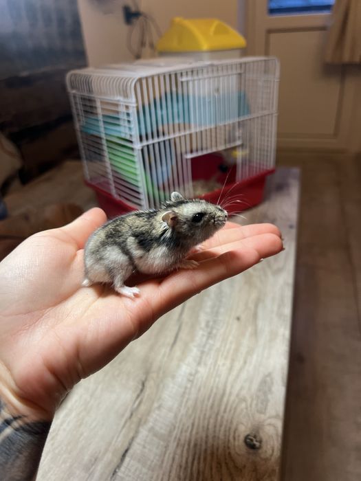 Джунгарський хомʼяк (джунгарик)