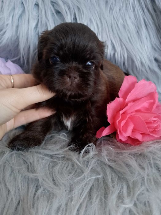 Piękna czekoladowa suczka Shih -Tzu szuka domku