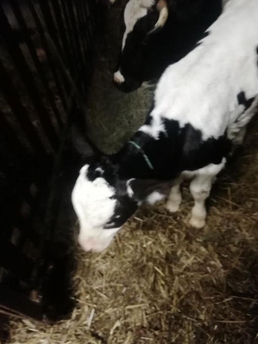 Cielaki od rolnika zdrowe