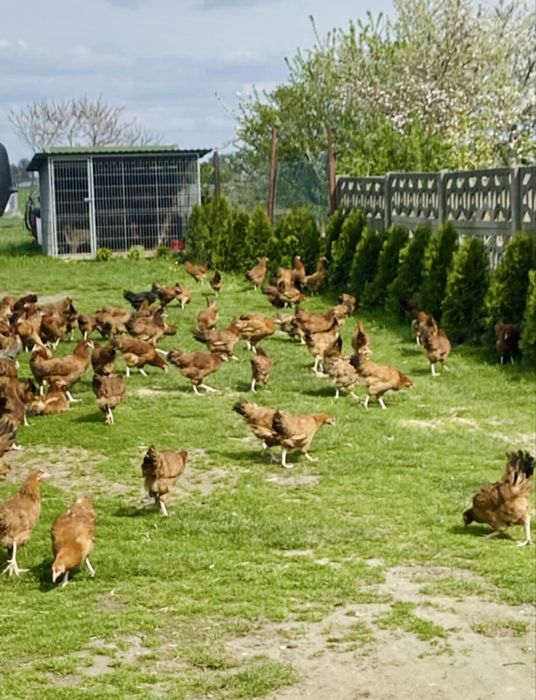 Kury nioski rasy ROSSA