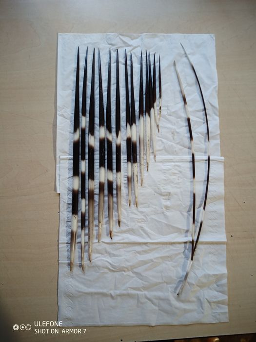 Продам голки дикобраза