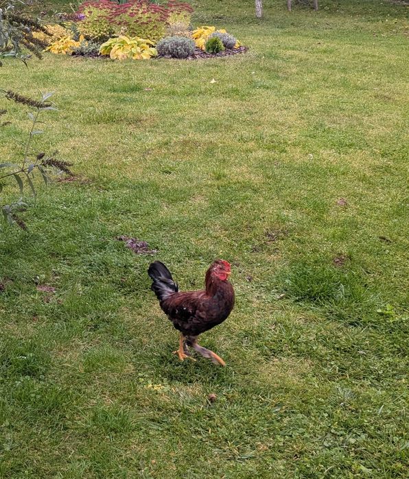 півень молодий півник