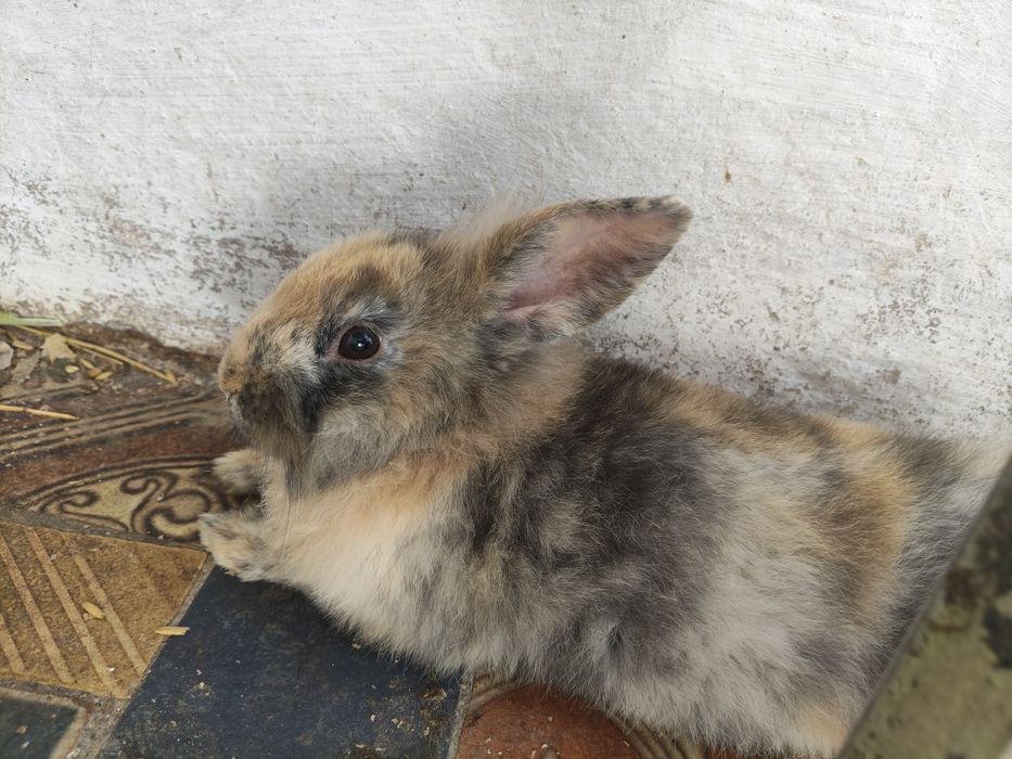 Coelhos para criação