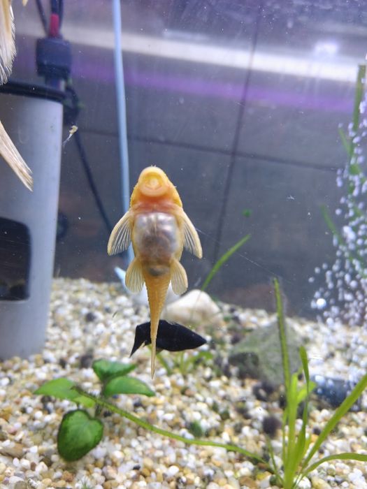 Glonojady Albinos
