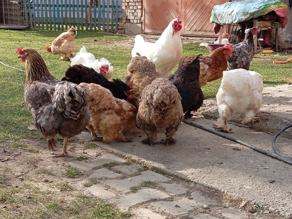 Кури домашні молоді