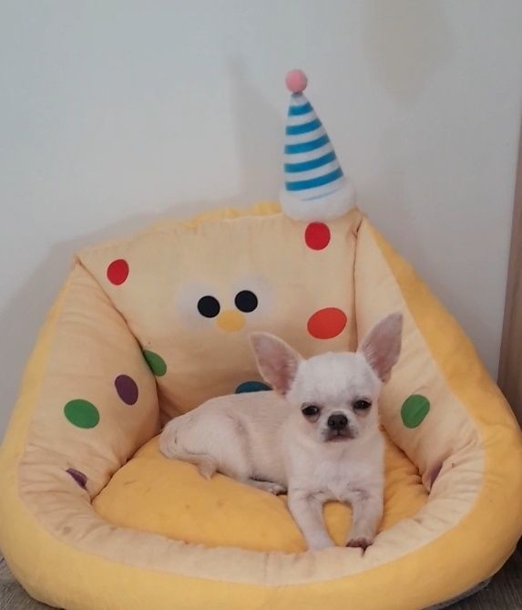 kremowy chłopiec chihuahua