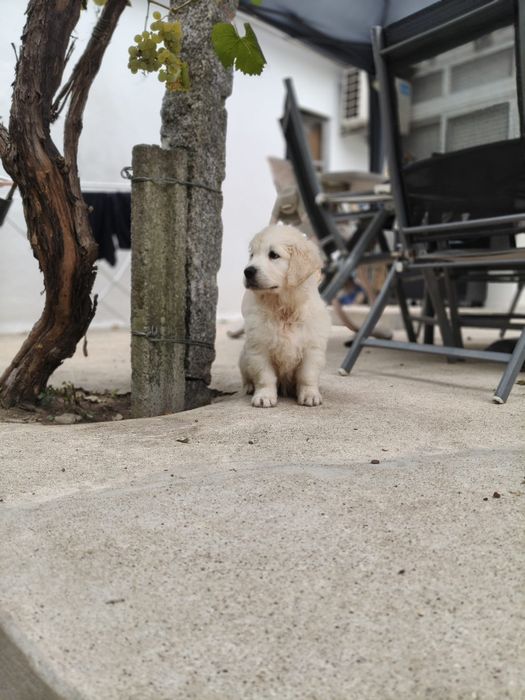 Golden Retriever fêmea