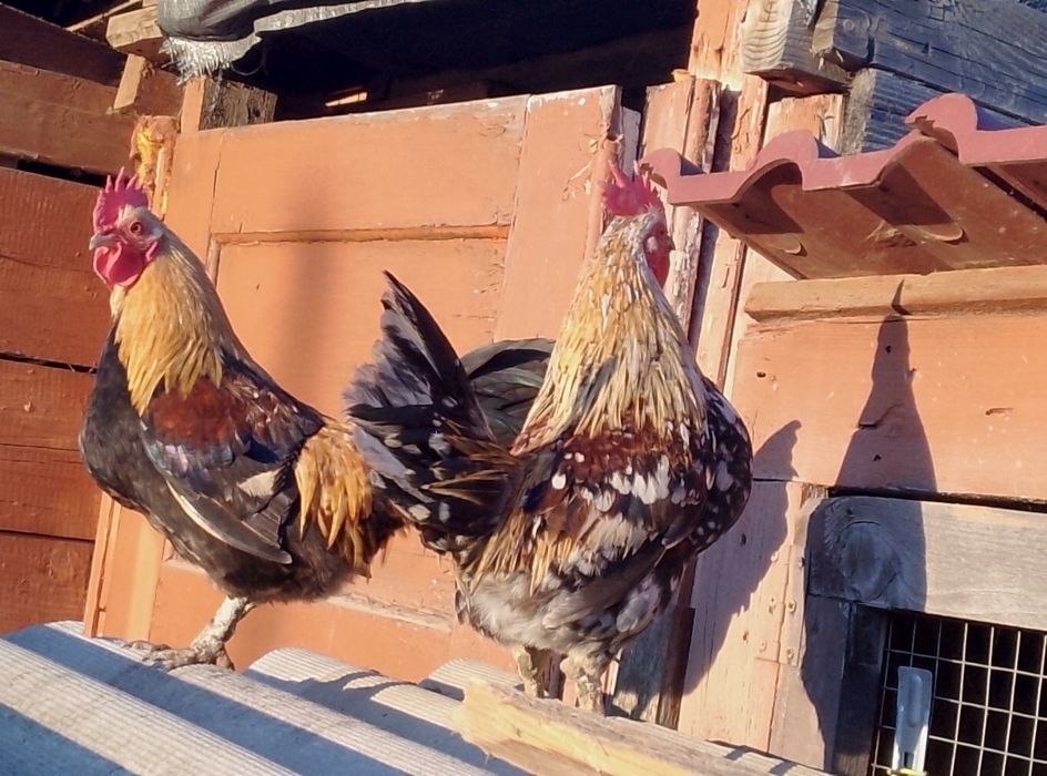 Півні бетнамки .