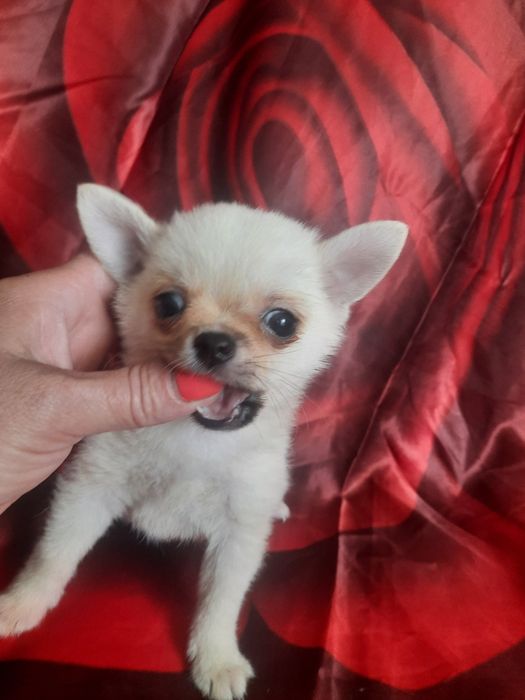 Карманная Собака-чихуахуа щенки  мальчики 3мес