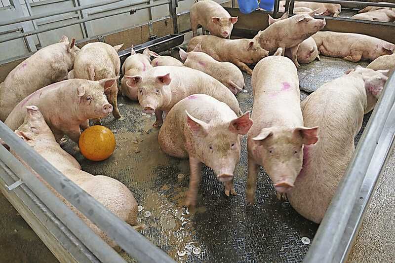 Piłka zabawka antystresowa KERBL Ø 30 dla prosiąt , świń