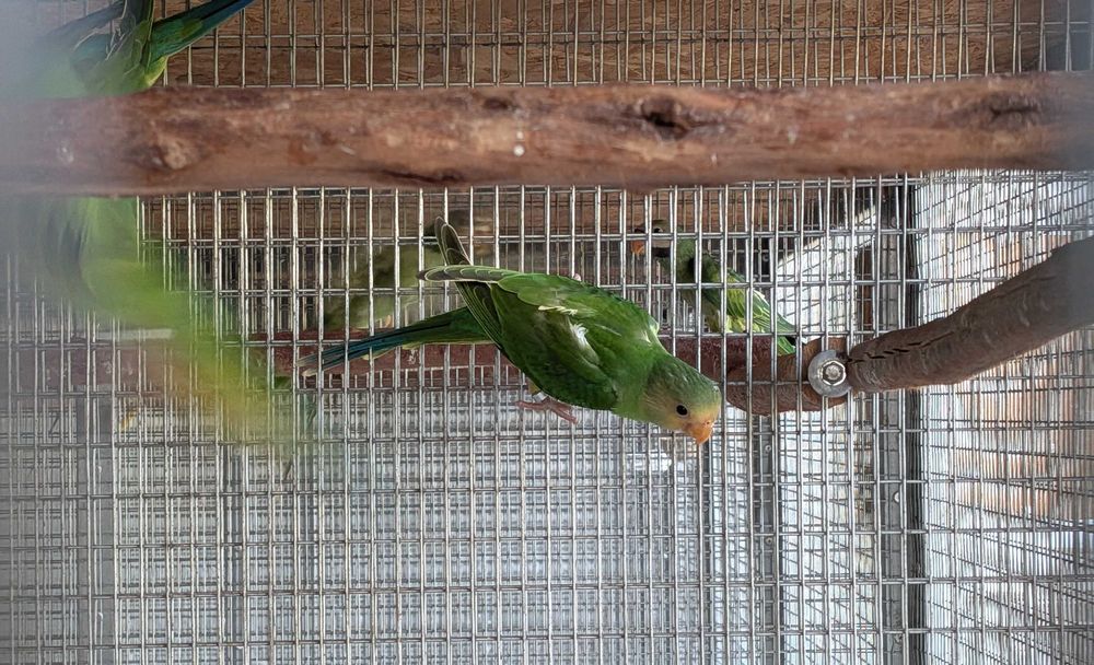 Cabeça de ameixa (2 machos) - Psittacula cyanocephala