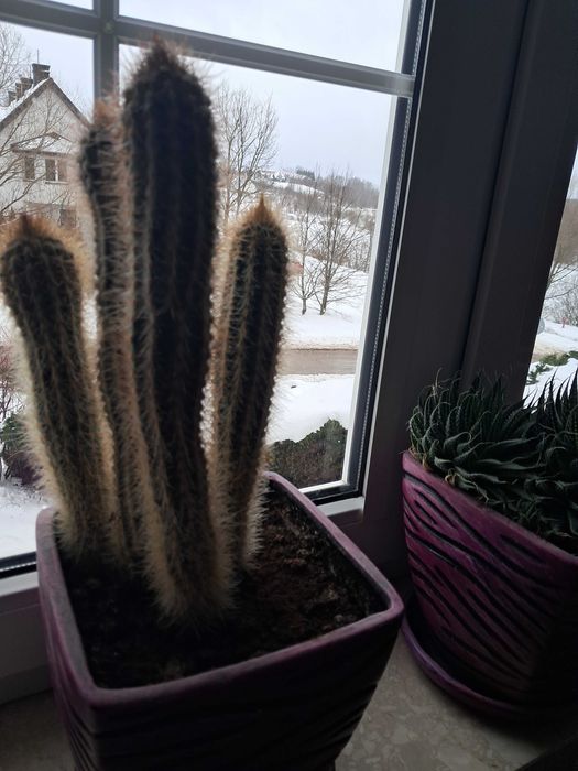 Kwiaty kaktusy doniczkowe